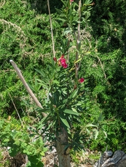 Nerium oleander
