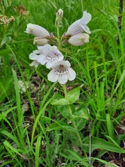 Penstemon cobaea
