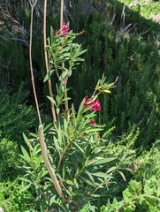 Nerium oleander