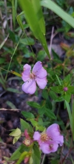 Rhexia petiolata