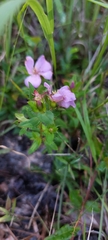 Rhexia petiolata