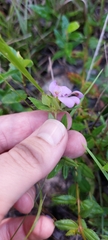 Rhexia petiolata