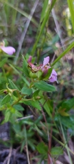 Rhexia petiolata
