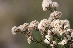 Pomaderris obcordata