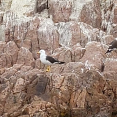 Larus belcheri