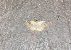 Leptostales ferruminaria