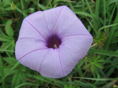 Ipomoea ternifolia ternifolia