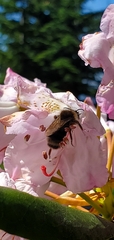 Bombus occidentalis