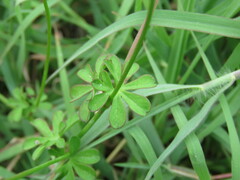Ipomoea ternifolia ternifolia
