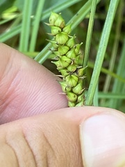 Carex striata