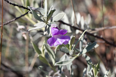 Eremophila bowmanii
