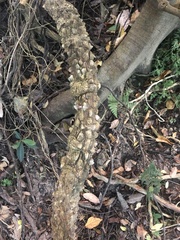 Zanthoxylum asiaticum