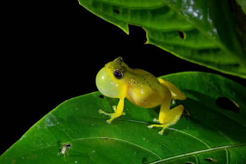 Schulte's Robber Frog, Pristimantis schultei