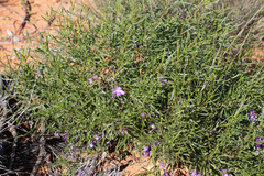 Eremophila gilesii