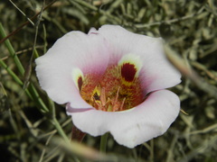 Calochortus vestae
