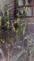 Neoscona orizabensis