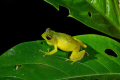 Pristimantis schultei