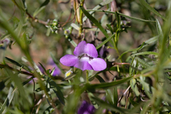 Eremophila gilesii