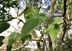 Byttneria urticifolia