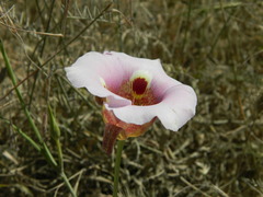 Calochortus vestae