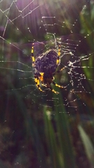 Neoscona orizabensis