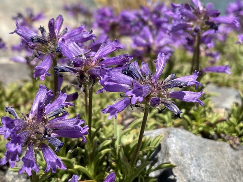 Penstemon heterodoxus