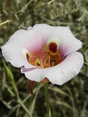 Calochortus vestae