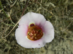 Calochortus vestae