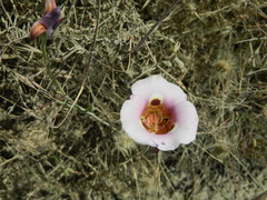 Calochortus vestae
