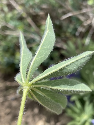 Image of Lupinus prunophilus by (c) Matt Berger, some rights reserved (CC BY)