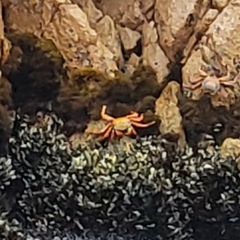 Grapsus grapsus