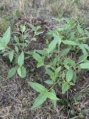 Persicaria orientalis