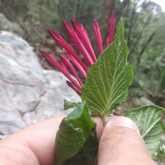 Spigelia longiflora