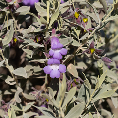 Eremophila bowmanii