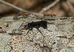 Agenioideus