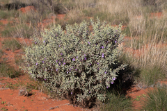 Eremophila bowmanii