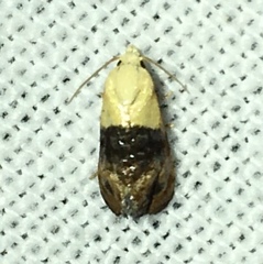 Eugnosta erigeronana