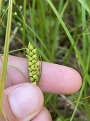 Carex striata