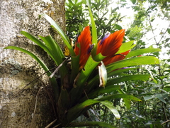 Tillandsia multicaulis
