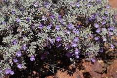 Eremophila bowmanii