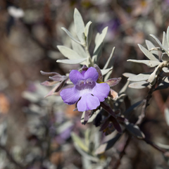 Eremophila bowmanii