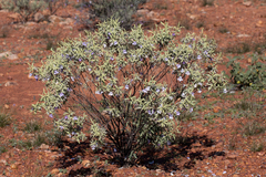 Eremophila bowmanii