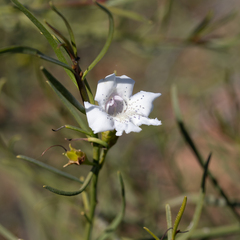 Eremophila polyclada