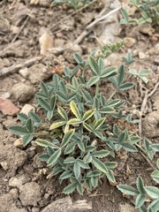 Trifolium gymnocarpon