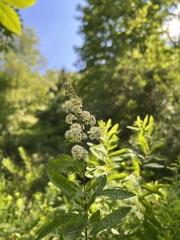 Spiraea alba alba