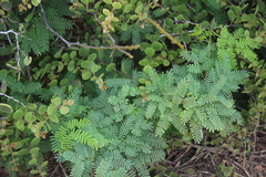 Prosopis pallida