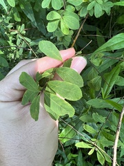 Spiraea alba latifolia