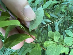Spiraea alba latifolia