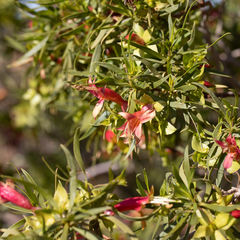 Eremophila duttonii