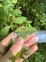 Spiraea alba latifolia